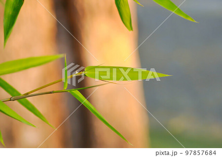 Bamboo, GRAMINEAE or POACEAE or Bambusa arundinacea Willd or Thorn Bamboo or Spiny Bamboo or Bambusa vulgaris schrad or Feathery Bamboo or Dendrocalamus strictus Nees or Male Bamboo Bamboo, GRAMINEAE or POACEAE or Bambusa arundinacea Willd or Thorn Bamboo or Spiny Bamboo or Bambusa vulgaris schrad or Feathery Bamboo or Dendrocalamus strictus Nees or Male Bamboo 97857684