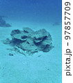 小さなサンゴ 97857709