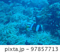 イソギンチャクの回りを泳ぐクマノミ 97857713