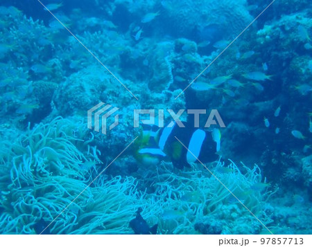 イソギンチャクの回りを泳ぐクマノミ 97857713