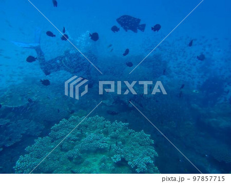 回遊魚と小魚の群れ 97857715