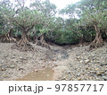 干潮時のマングローブ 97857717