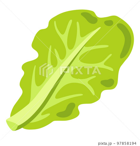 Illustration of lettuce. Image for gastronomy and agricultural industries. 97858194