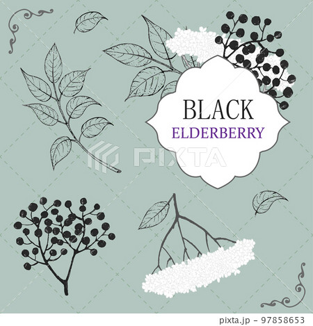 Collection of elderberry black branch of elderberry , berries, flowers and leaves. Vector hand drawn illustration 97858653
