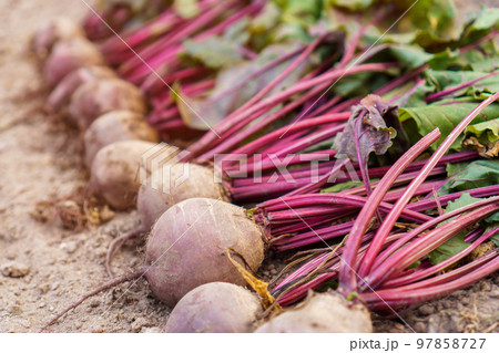 Batch of freshly plucked beetroot on ground closeup. Arrange ripe beet in row. Plant growing, seasonal big harvest. 97858727