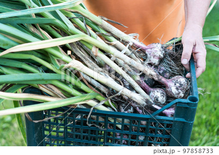 Freshly plucked green onions with thick feathers closeup. Hands of person hold blue plastic basket full of ripe onions. Freshly plucked green onions with thick feathers closeup. Hands of person hold blue plastic basket full of ripe onions. 97858733