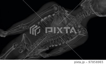 Human skeleton anatomy for medical concept Xray 3D illustration Human skeleton anatomy for medical concept Xray 3D illustration 97858965
