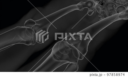 Human skeleton anatomy for medical concept Xray 3D illustration Human skeleton anatomy for medical concept Xray 3D illustration 97858974