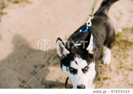 Cute siberian husky puppy dog play with toy outdoors on a beach at sunny summer weather 97859183