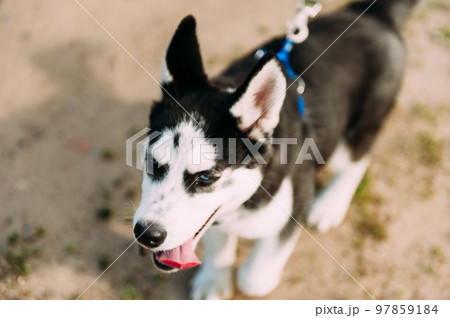 Cute siberian husky puppy dog play with toy outdoors on a beach at sunny summer weather 97859184