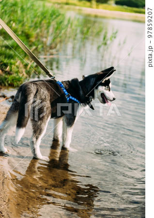 Cute siberian husky puppy dog play with water outdoors on the beach near lake at sunny summer weather Cute siberian husky puppy dog play with water outdoors on the beach near lake at sunny summer weather 97859207