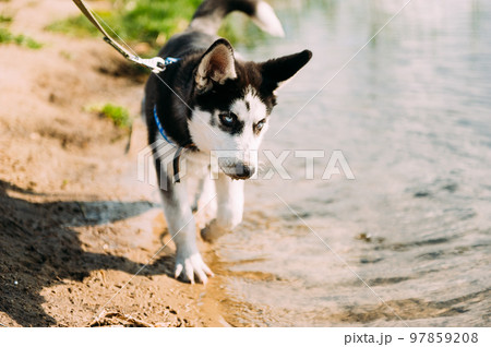 Cute siberian husky puppy dog play with water outdoors on the beach near lake at sunny summer weather 97859208