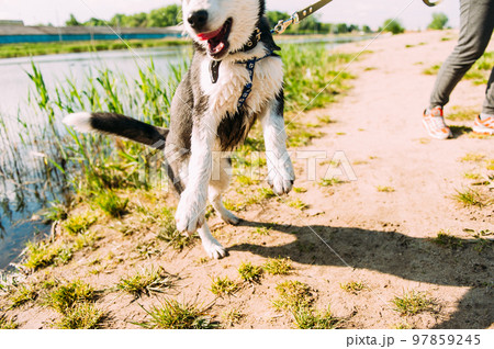 Cute siberian husky puppy dog play outdoors at sunny summer weather 97859245