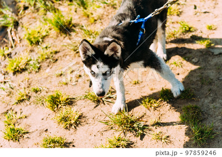 Cute siberian husky puppy dog play outdoors at sunny summer weather 97859246