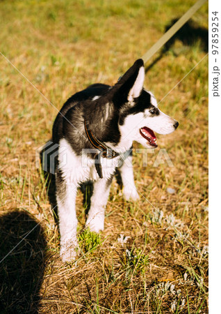 Cute siberian husky puppy dog play outdoors at sunny summer weather Cute siberian husky puppy dog play outdoors at sunny summer weather 97859254