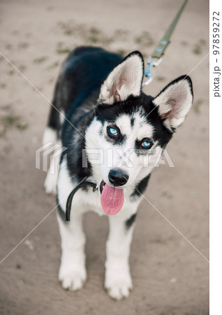 Cute siberian husky puppy dog play outdoors at sunny summer weather 97859272