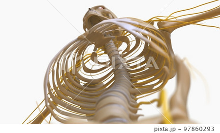 Human Skeleton Anatomy For medical concept 3D rendering Human Skeleton Anatomy For medical concept 3D rendering 97860293
