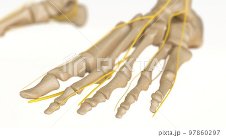 Human Skeleton Anatomy For medical concept 3D rendering 97860297