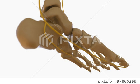Human Skeleton Anatomy For medical concept 3D rendering Human Skeleton Anatomy For medical concept 3D rendering 97860299