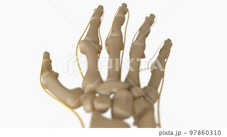 Human Skeleton Anatomy For medical concept 3D rendering Human Skeleton Anatomy For medical concept 3D rendering 97860310