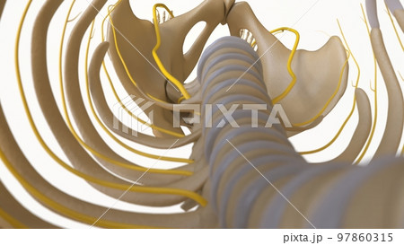 Human Skeleton Anatomy For medical concept 3D rendering 97860315
