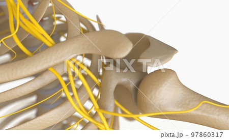 Human Skeleton Anatomy For medical concept 3D rendering 97860317