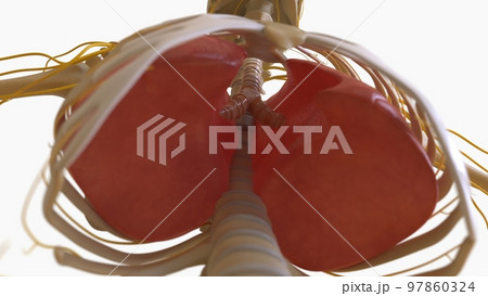 Human Skeleton Anatomy For medical concept 3D rendering Human Skeleton Anatomy For medical concept 3D rendering 97860324