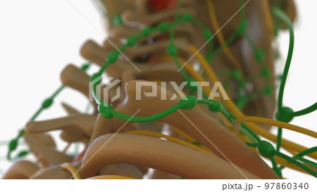 Human Lymph Nodes Anatomy For Medical Concept 3D Rendering Human Lymph Nodes Anatomy For Medical Concept 3D Rendering 97860340