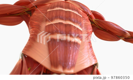 Human Muscle Anatomy For medical concept 3D rendering 97860350