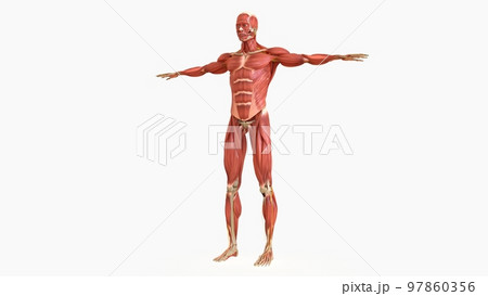 Human Muscle Anatomy For medical concept 3D rendering 97860356