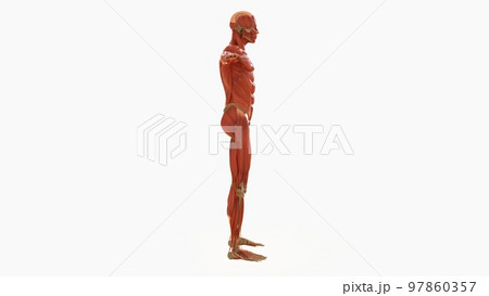 Human Muscle Anatomy For medical concept 3D rendering 97860357