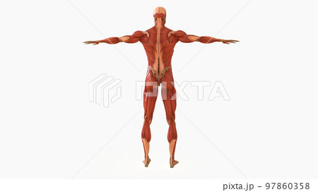 Human Muscle Anatomy For medical concept 3D rendering 97860358