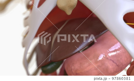 Human Anatomy internal organs For medical concept 3D Human Anatomy internal organs For medical concept 3D 97860381