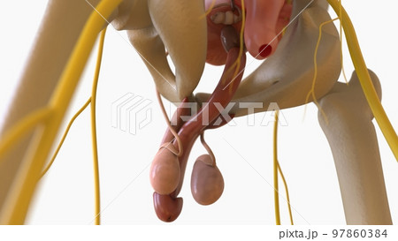 Male Reproductive System Anatomy For Medical Concept 3D Rendering 97860384