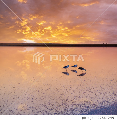 Seagulls on sunset Genichesk pink  salty lake, Ukraine Seagulls on sunset Genichesk pink  salty lake, Ukraine 97861249
