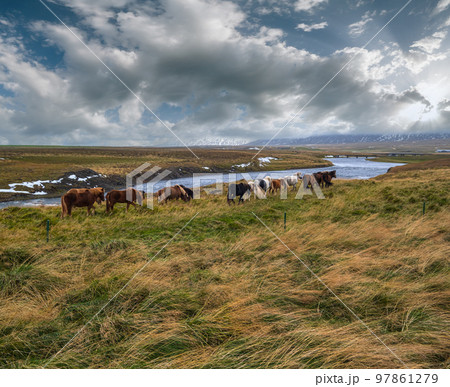 Icelandic horses herd graze on West Iceland, Vatnsnes peninsula. Only one breed of horse lives in Iceland. Beautiful and well-groomed Icelandic horses on a free pasture near river. Icelandic horses herd graze on West Iceland, Vatnsnes peninsula. Only one breed of horse lives in Iceland. Beautiful and well-groomed Icelandic horses on a free pasture near river. 97861279