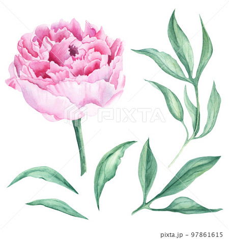 Pink watercolor peony flower and green leaves. Hand drawn botanical illustration isolated on white background. Can be used for greeting cards, bouquets, wedding invitations, fabric prints. 97861615