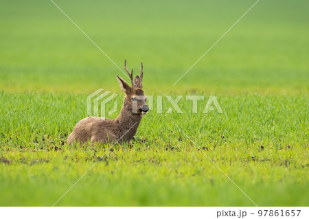 Roe deer lying on green field in springtime nature Roe deer lying on green field in springtime nature 97861657