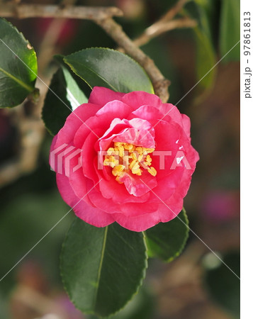 庭の寒椿の赤い花 庭の寒椿の赤い花 97861813