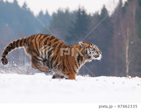 Young siberian tiger running through russian taiga in winter (Panthera tigris altaica) Young siberian tiger running through russian taiga in winter (Panthera tigris altaica) 97862335