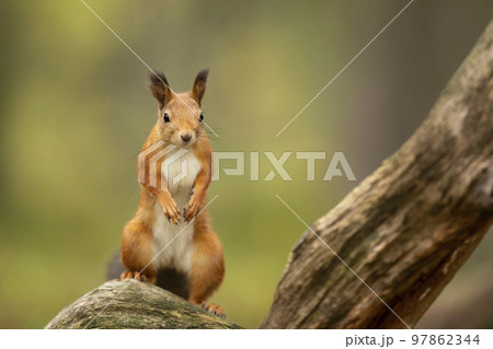 Cute red squirrel with long pointed ears sit onの写真素材
