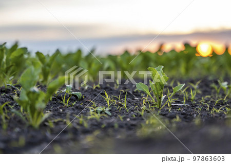 Close up young fresh beet leaves. Beetroot plants growing in a fertile soil on a field. Cultivation of beet. Agriculture. 97863603
