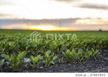Rows of young fresh beet leaves with a sunset sky. Beetroot plants growing in a fertile soil on a field. Cultivation of beet. Agriculture. 97863604