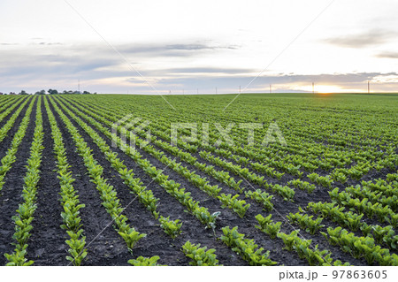 Rows of young fresh beet leaves. Beetroot plants growing in a fertile soil on a field. Cultivation of beet. Agriculture. 97863605
