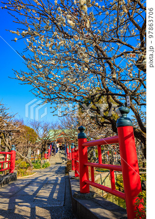 東京 江東区 亀戸天神社 梅まつりの写真素材