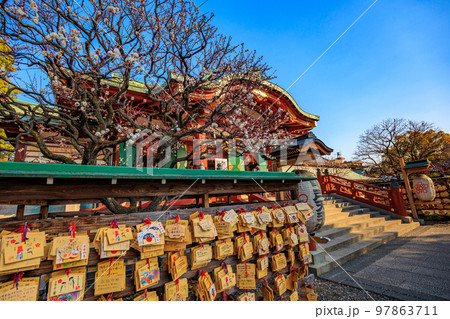 東京　江東区　亀戸天神社　梅まつり 97863711
