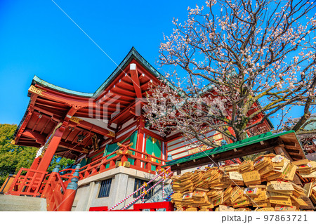 東京　江東区　亀戸天神社　梅まつり 97863721