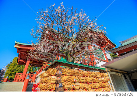 東京　江東区　亀戸天神社　梅まつり 97863726