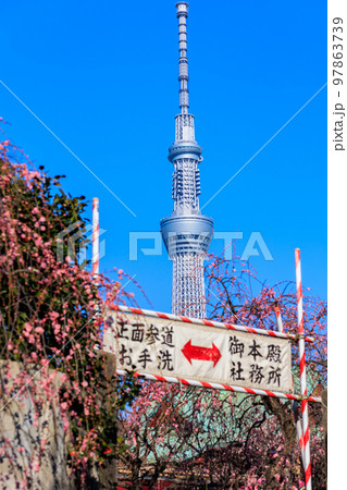 東京　江東区　亀戸天神社　梅まつり 97863739
