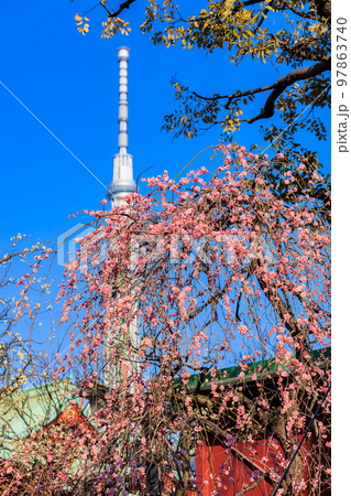 東京　江東区　亀戸天神社　梅まつり 97863740